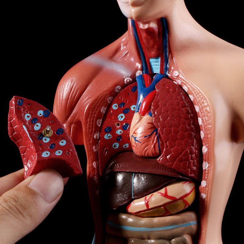 Belleza Anatomical Torso 15 pieces