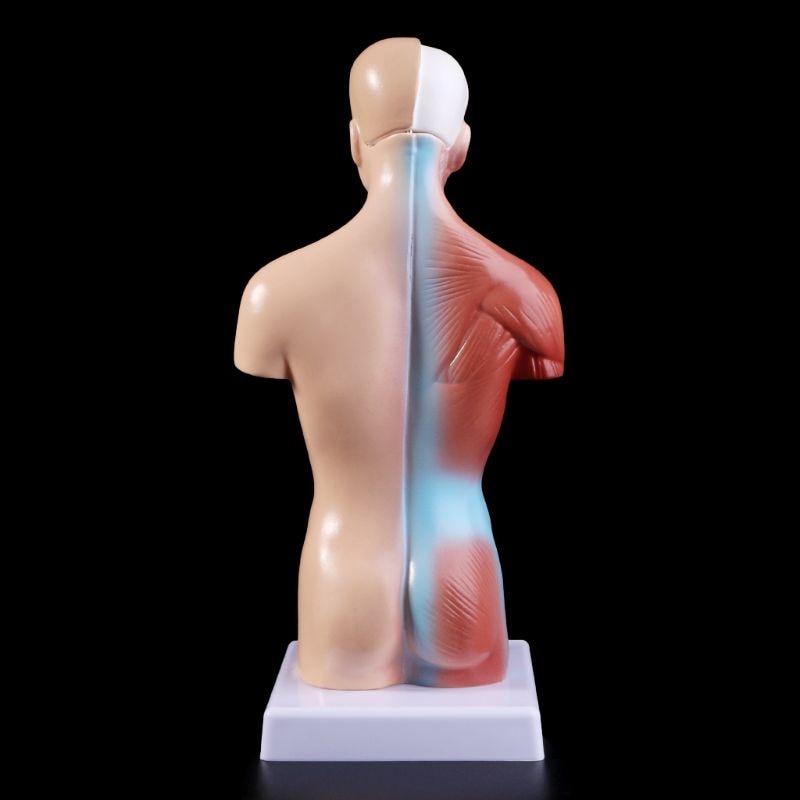 Belleza Anatomical Torso 15 pieces