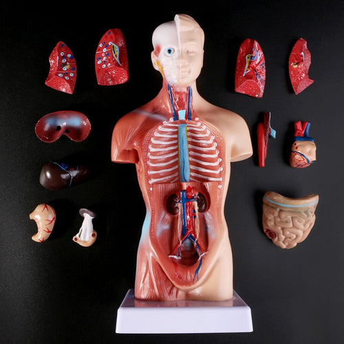 Belleza Anatomisk Torso 15 deler