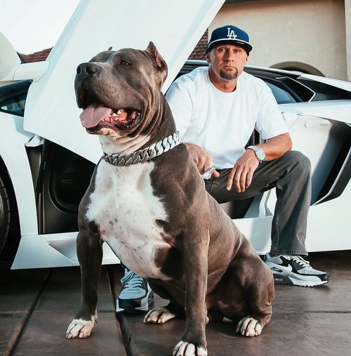 BlingBling | Hundehalsbånd i metall